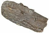 Cretaceous Crocodilian Jaw Section - Judith River Formation #227817-2
